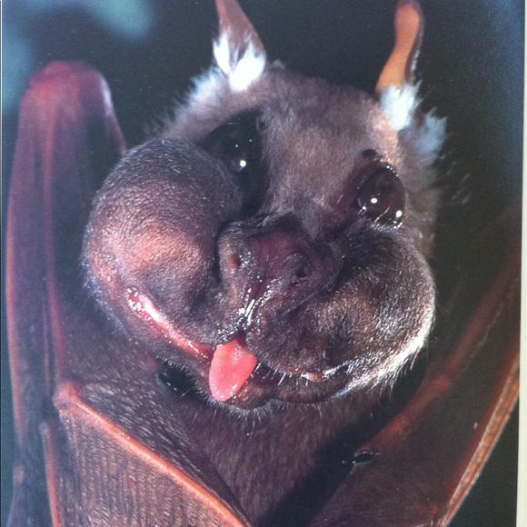 Meet your Posher, Cassie - Picture 2 of 9